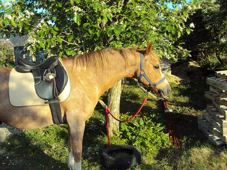 Anden særlig race Verdi - han er så sjov:-) billede 19