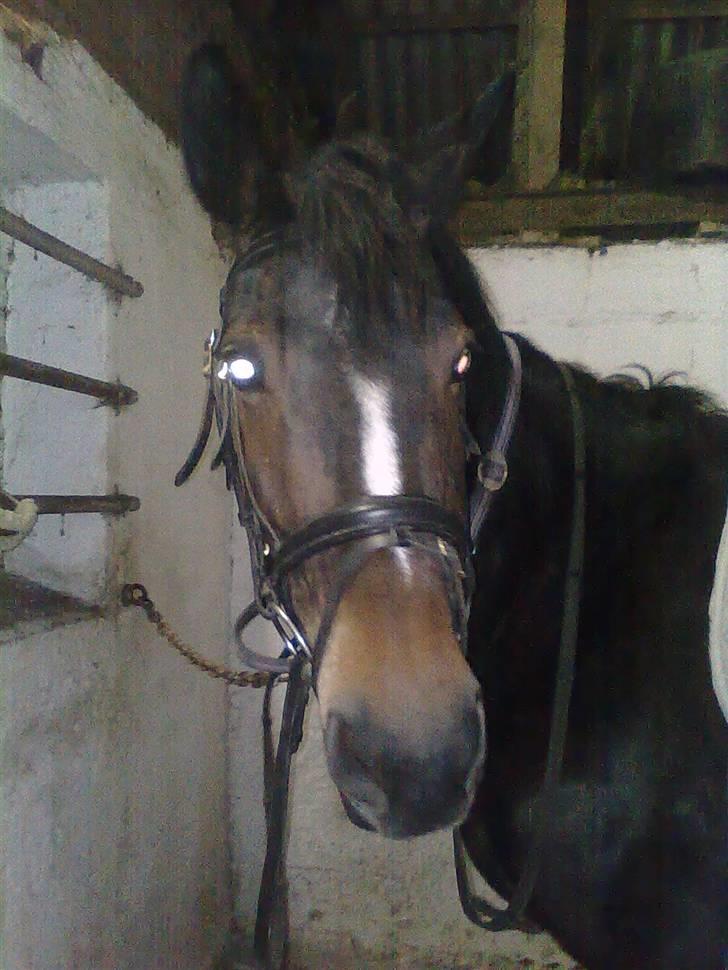 Anden særlig race Laika billede 13