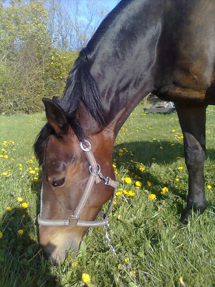 Anden særlig race Laika billede 14