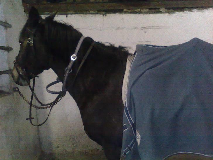 Anden særlig race Laika billede 15