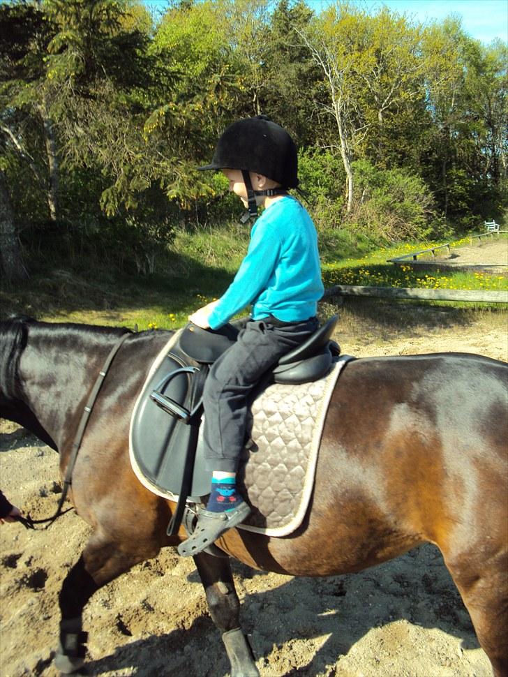 Anden særlig race Laika billede 16