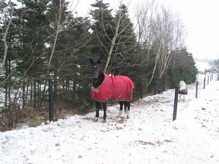 Anden særlig race Ronja - savnes )-'; - Ronja på fold i snevejr(;<3 billede 8