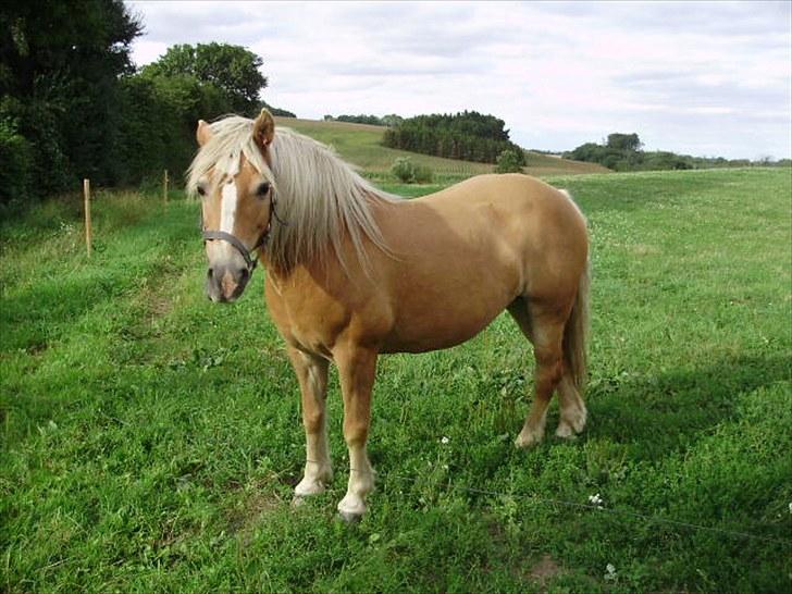 Haflinger Freja solgt billede 2