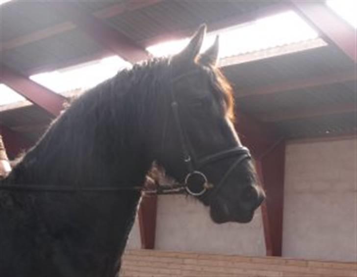 Frieser Romeo - Romeo billede 1