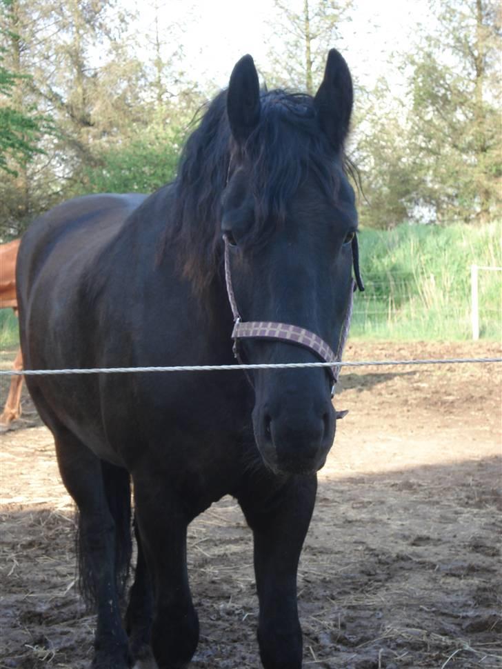 Frieser Romeo billede 2