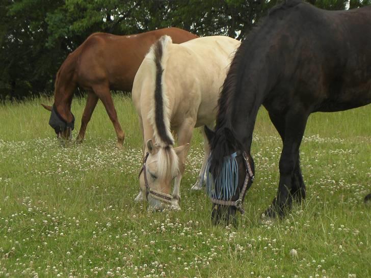 Frieser Romeo - Tara, Flicka og Romeo billede 4