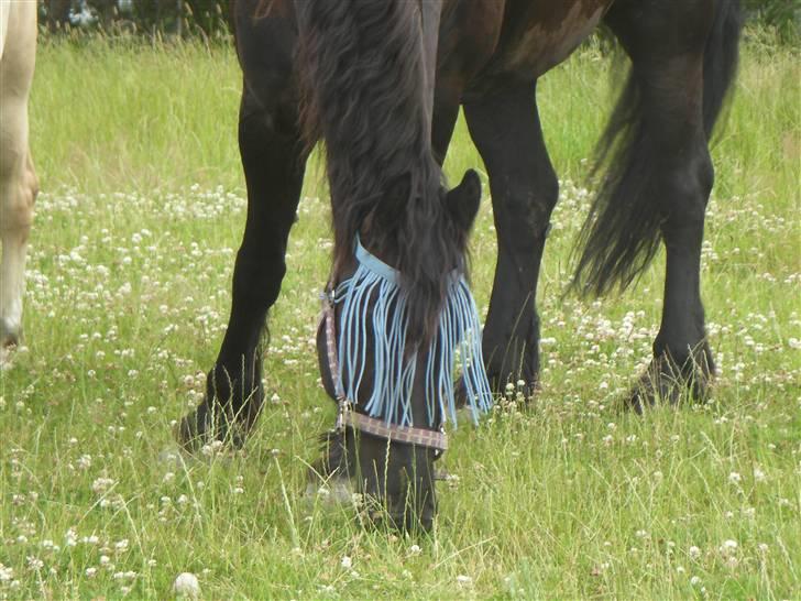 Frieser Romeo billede 5