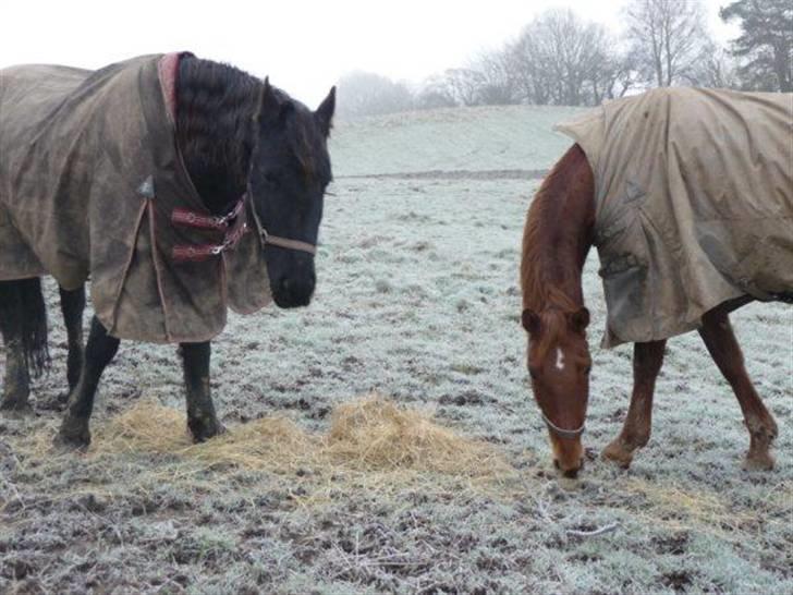 Frieser Romeo - Romeo og Tara billede 6