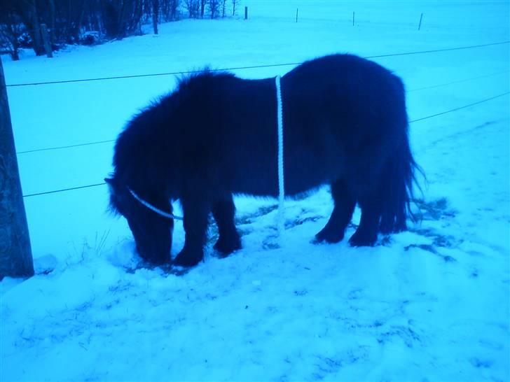 Anden særlig race stella aka madam :D - uldtot :D billede 12
