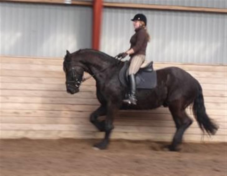 Frieser Romeo - Sendt ud til noget ridning. billede 7