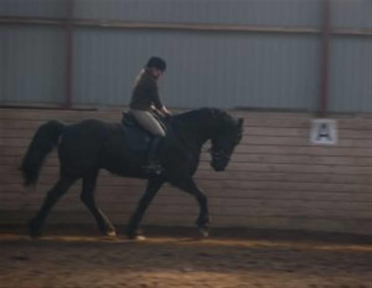 Frieser Romeo billede 9