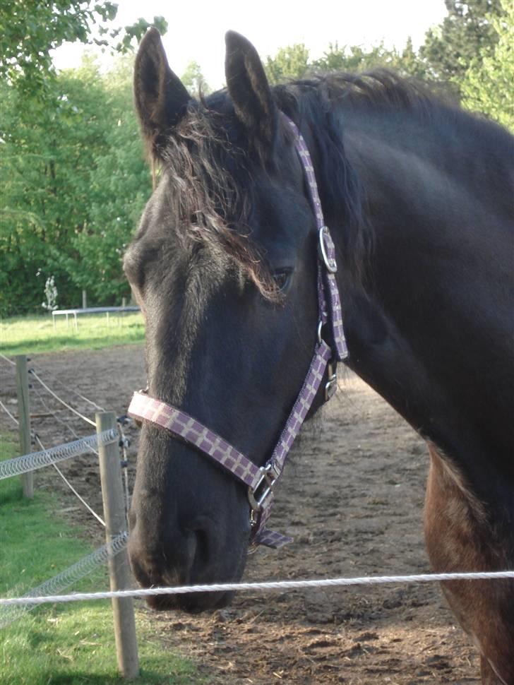 Frieser Romeo billede 10