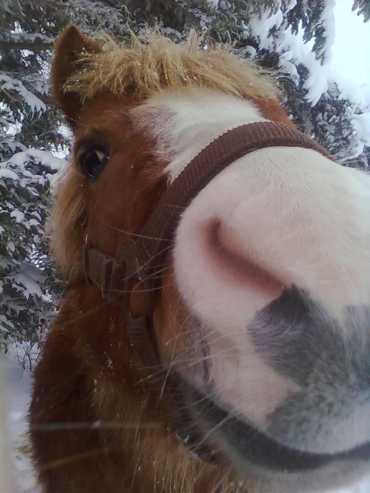 Shetlænder Silas billede 2