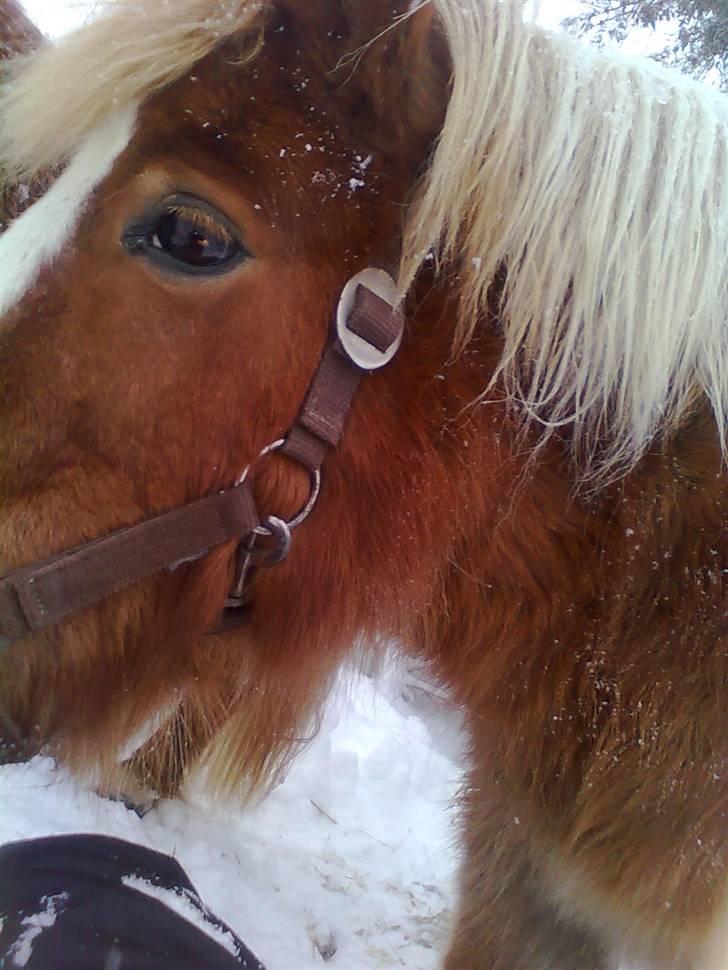 Shetlænder Silas billede 4