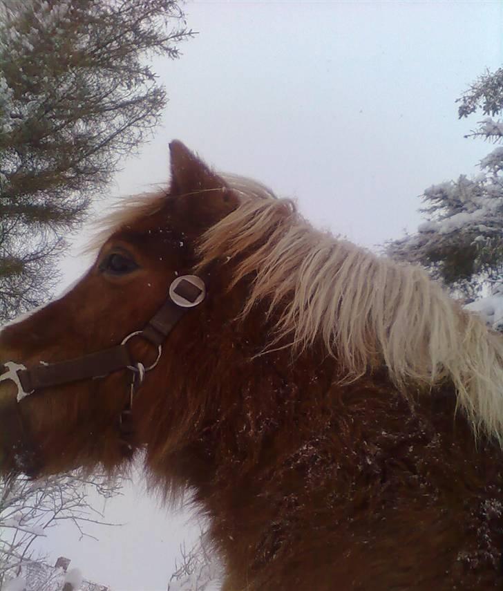 Shetlænder Silas billede 7