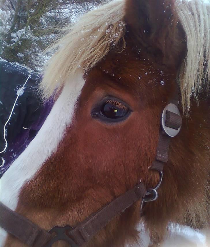 Shetlænder Silas billede 9