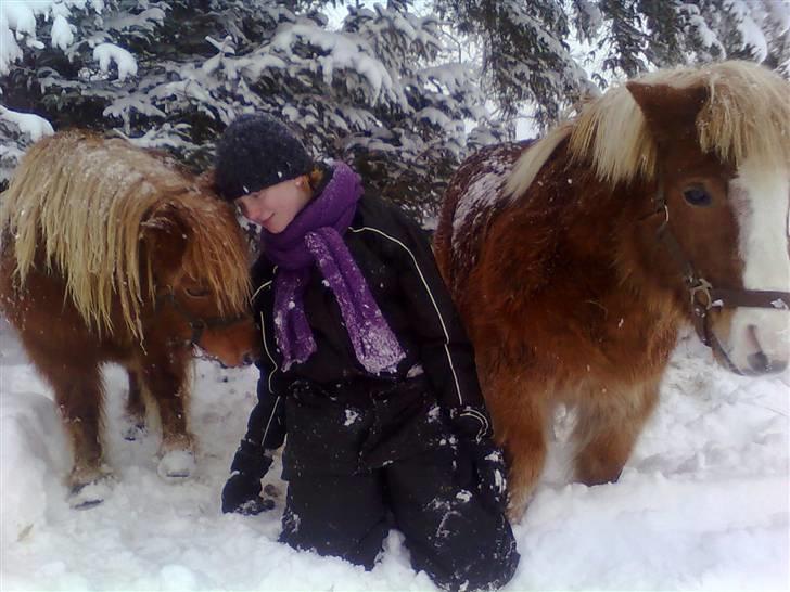 Shetlænder Silas billede 10