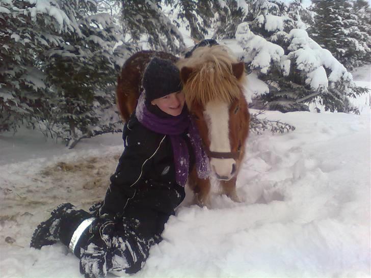 Shetlænder Silas billede 12