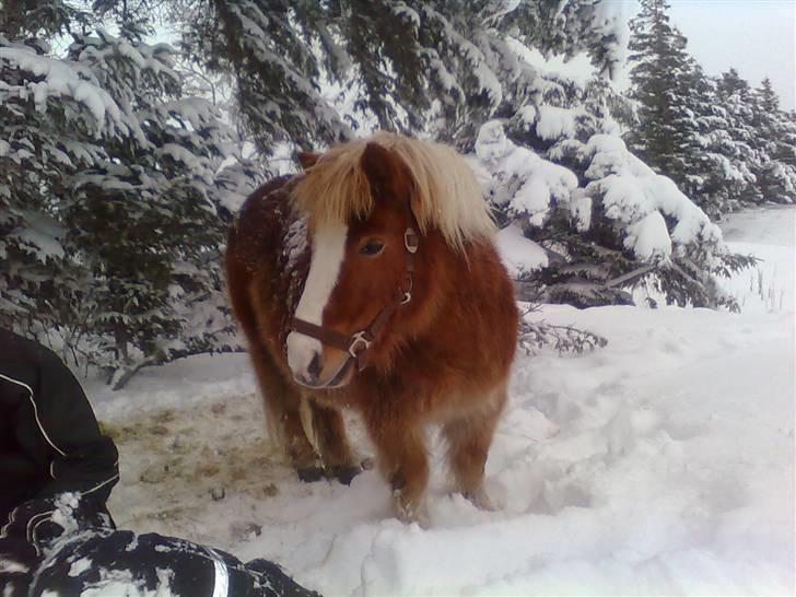 Shetlænder Silas billede 14