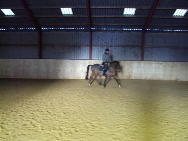 Pinto Araber Gantrup Zenia*solgt* billede 9