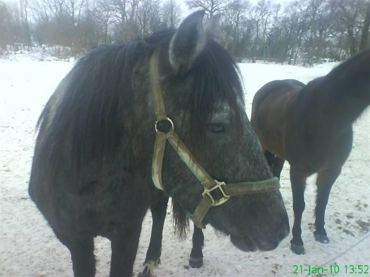 Anden særlig race Stald Magnas Momo Zon billede 14