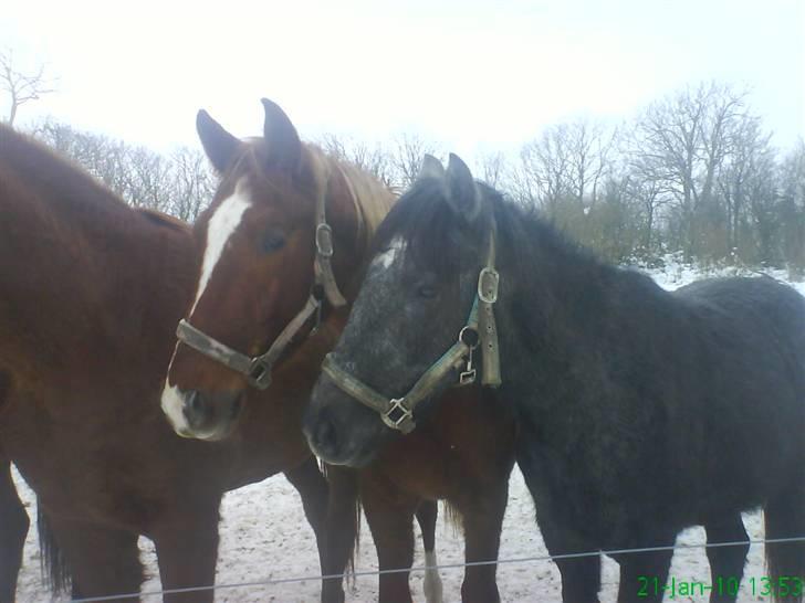 Anden særlig race Stald Magnas Momo Zon billede 15