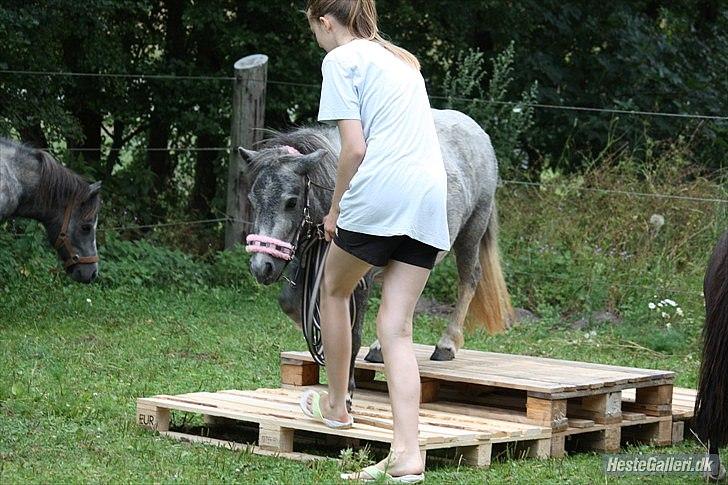 Miniature Unieke Whitey - 2] 2 august første gang på agility .... whitey for fanden .... løb væk .... stik af .... til de store marker nær mig .... billede 2