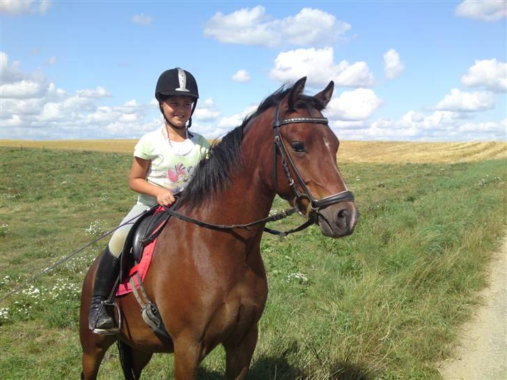 Welsh Pony (sec B) Bjerregårds Sergeant *solgt* - Her er min lille bjerg ged. billede 11