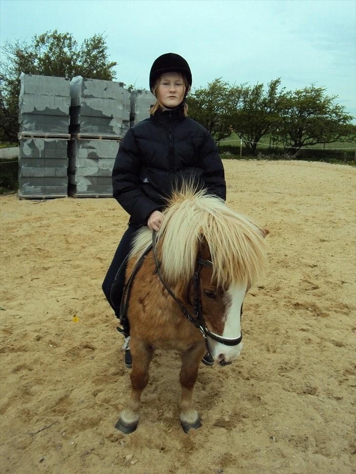 Shetlænder Silas billede 3