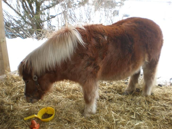 Shetlænder Silas billede 16