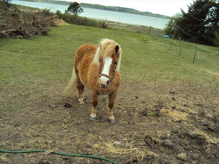Shetlænder Silas billede 17