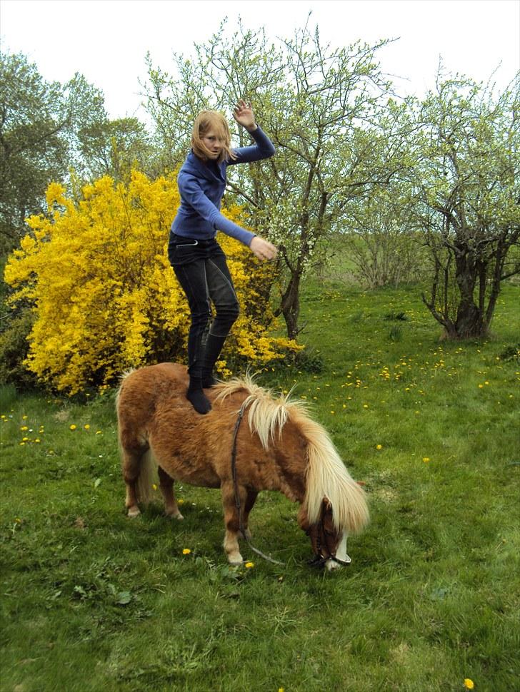 Shetlænder Silas billede 13