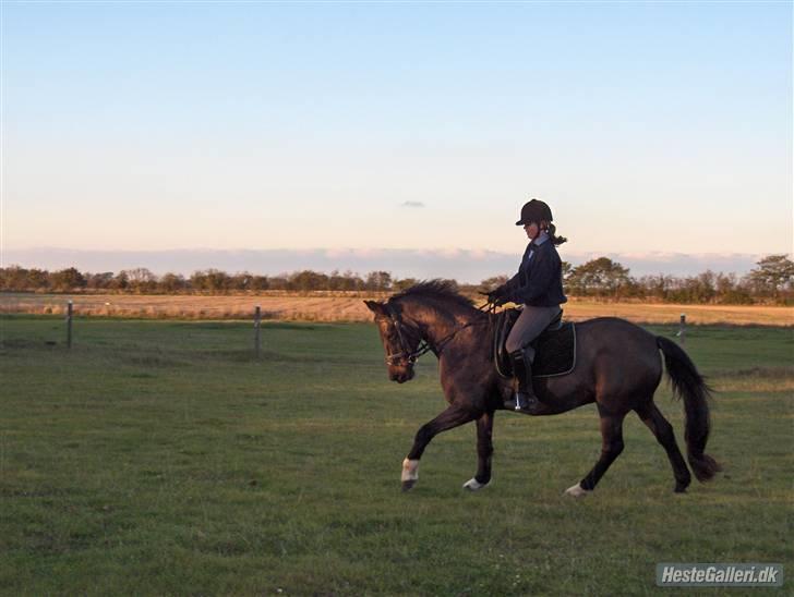 Anden særlig race Shadow - Galop ´05 billede 2