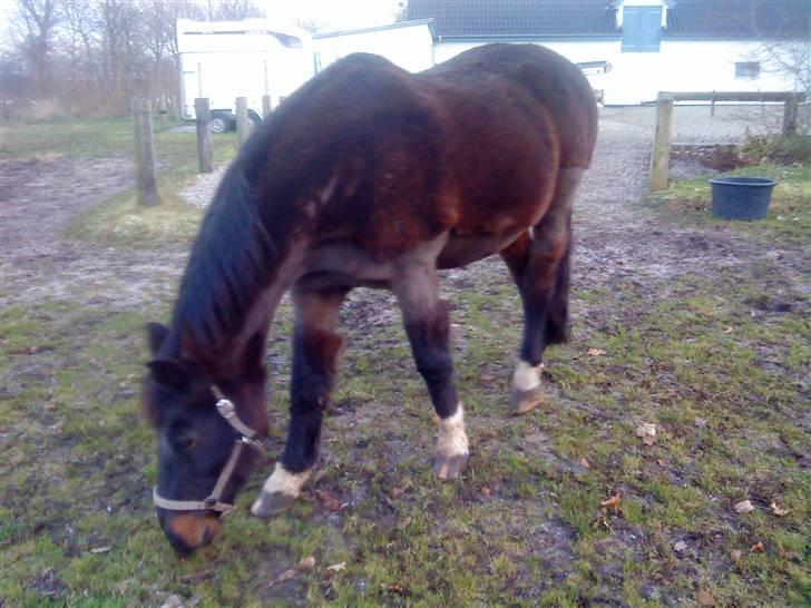 Anden særlig race Shadow - Vinterlook (: Han har en meget voldsom pels og er nødt til at blive klippet, selvom han ikke rides .. billede 8