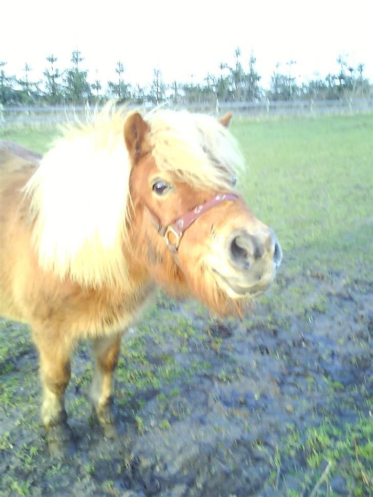 Shetlænder Musse - Musse igen<33 billede 7