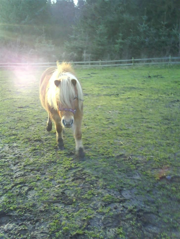 Shetlænder Musse - Musse billede 8