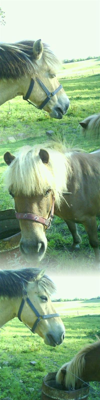 Shetlænder Musse - Tanja og Musse billede 9