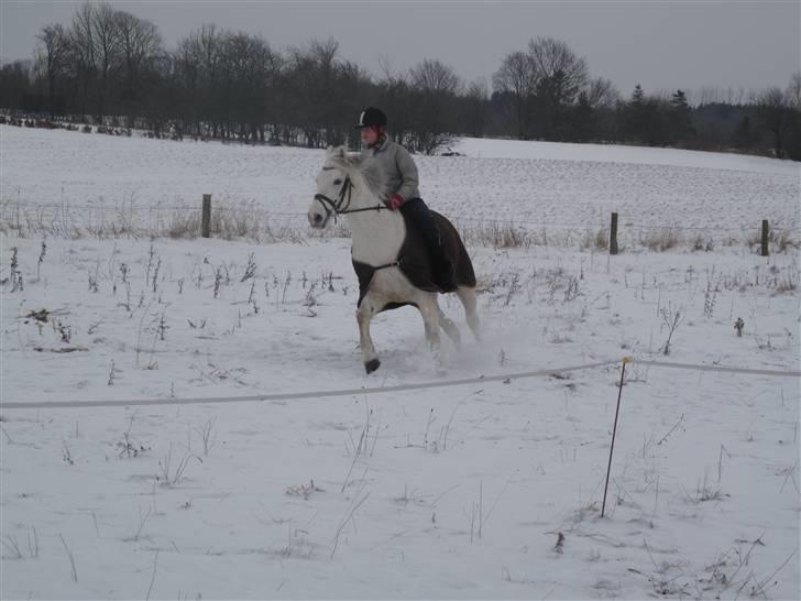 Connemara Ard Chuan Grey Boy billede 12