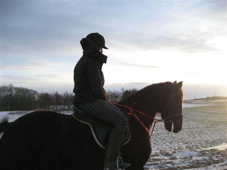 Traver zeb, R.I.P :'( ILY - billede, 15 . på vej hjem fra ridehuset (: . fotograf. far (: billede 15