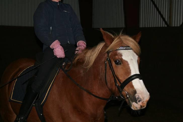 Haflinger Patrick  billede 5