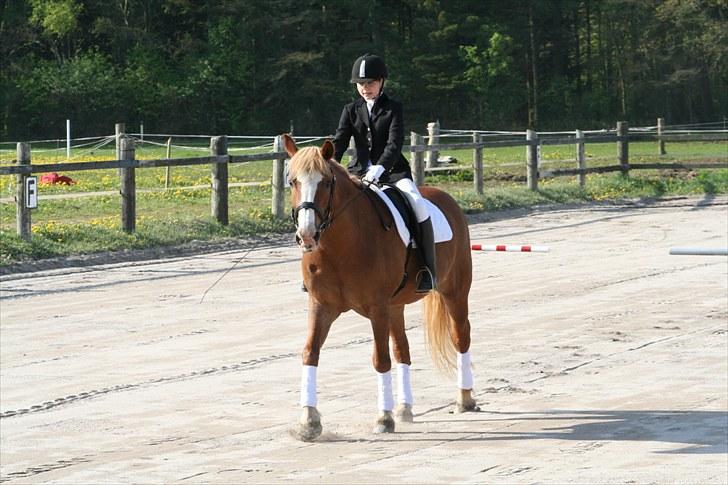 Haflinger Patrick  billede 6