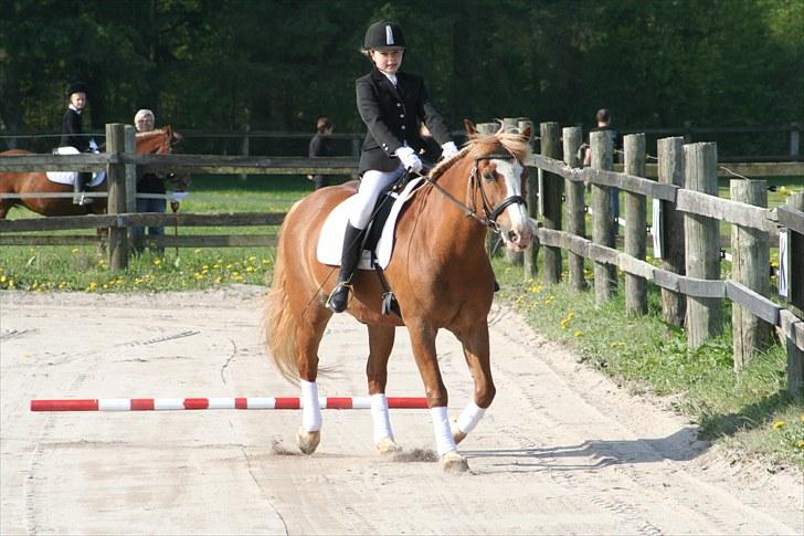 Haflinger Patrick  billede 8