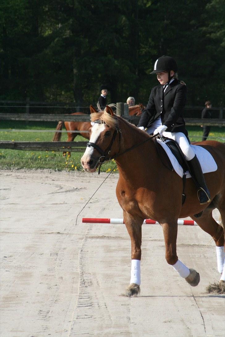 Haflinger Patrick  billede 9