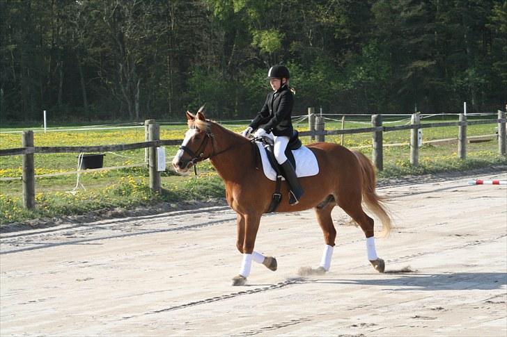 Haflinger Patrick  billede 10