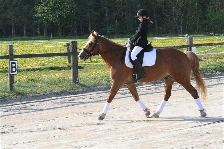 Haflinger Patrick  - pokalstævne på Solbakken 2010 billede 11