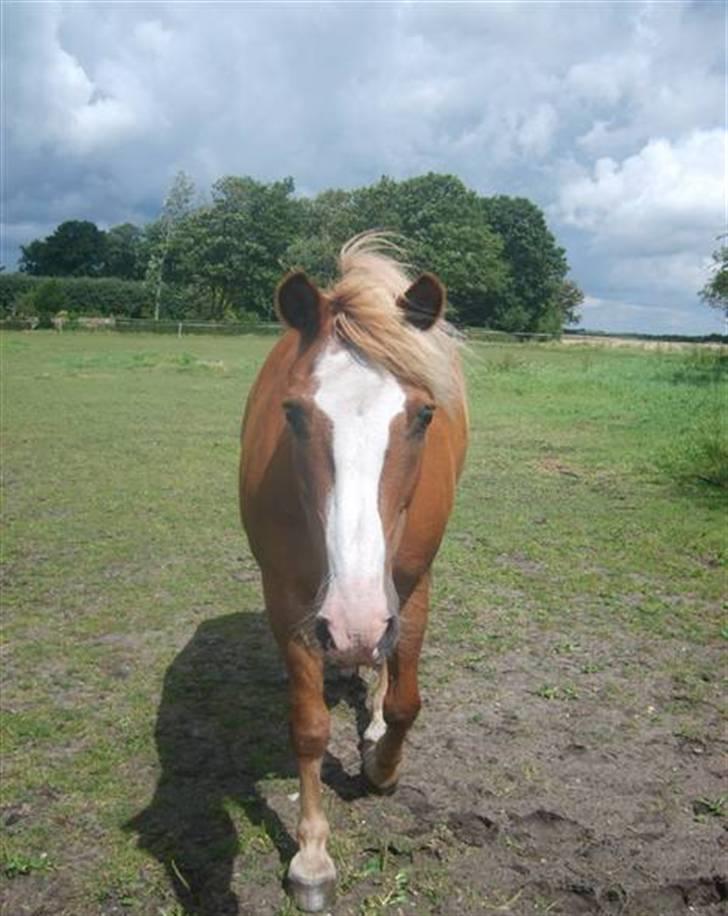 Haflinger Patrick  - hygge på marken :-D billede 15