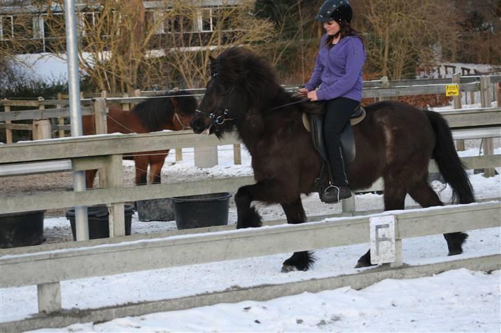 Islænder Josefina frá Vakurstödum  - Tölt ufufuf <3 tak for alle billederne Laura Hannover! billede 6