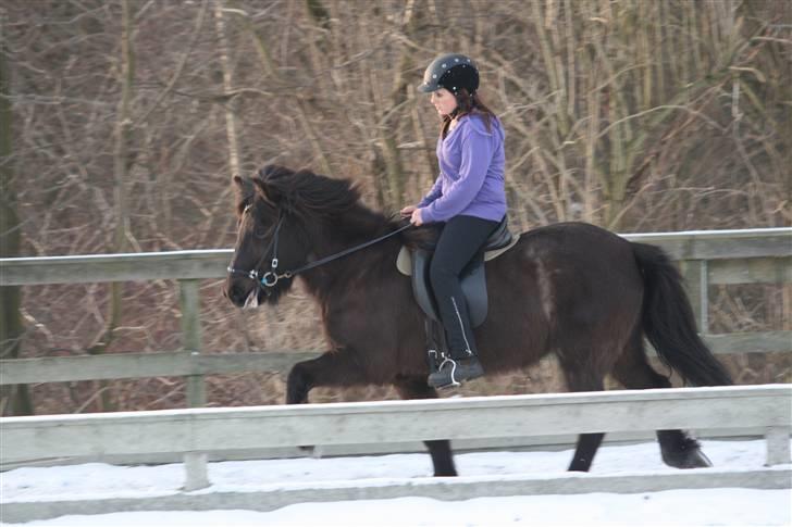 Islænder Josefina frá Vakurstödum  - tölt ufufuf <3 tak for alle billederne Laura Hannover! billede 7