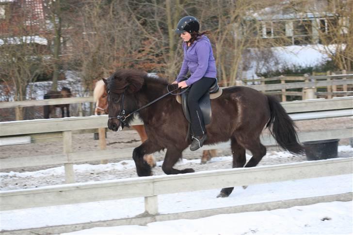 Islænder Josefina frá Vakurstödum  - galop orhh elsker den tak Laura Hannover<3 billede 8