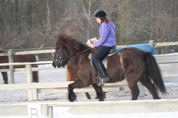 Islænder Josefina frá Vakurstödum  - tölt ufufuf <3 tak for alle billederne Laura Hannover! billede 9